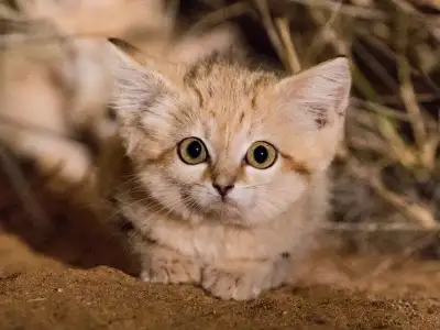Suprised Sand Cat